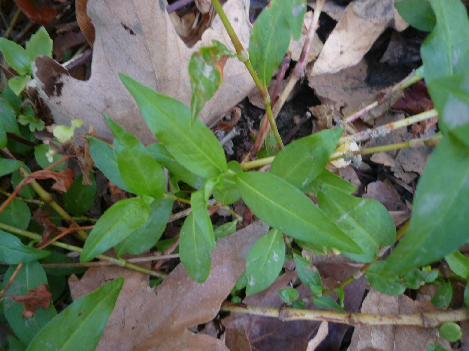 High Resolution Persicaria lapathifolia Leaf